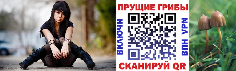 МЕГА рабочий сайт  Тамбов  Псилоцибиновые грибы Cubensis 